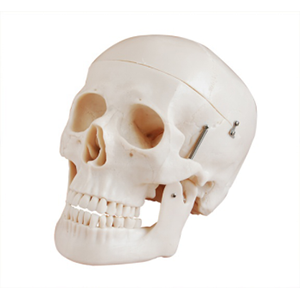 Natural size skull model